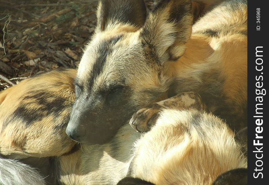 Hyenas at a zoo in Calgary, Alberta, Canada