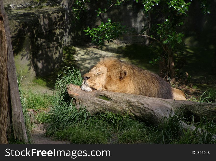 A lion rests at San Francisco Zoo. A lion rests at San Francisco Zoo.