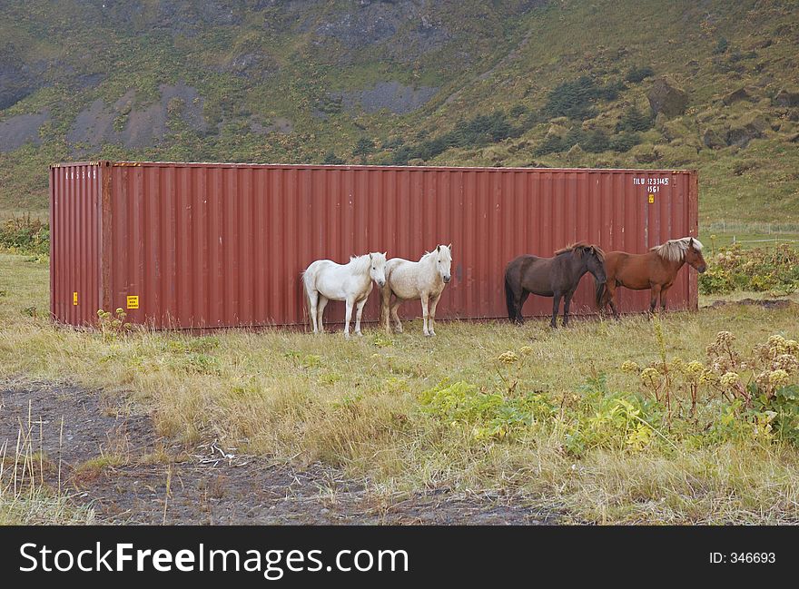 Icelandic horses in Vik , south Iceland