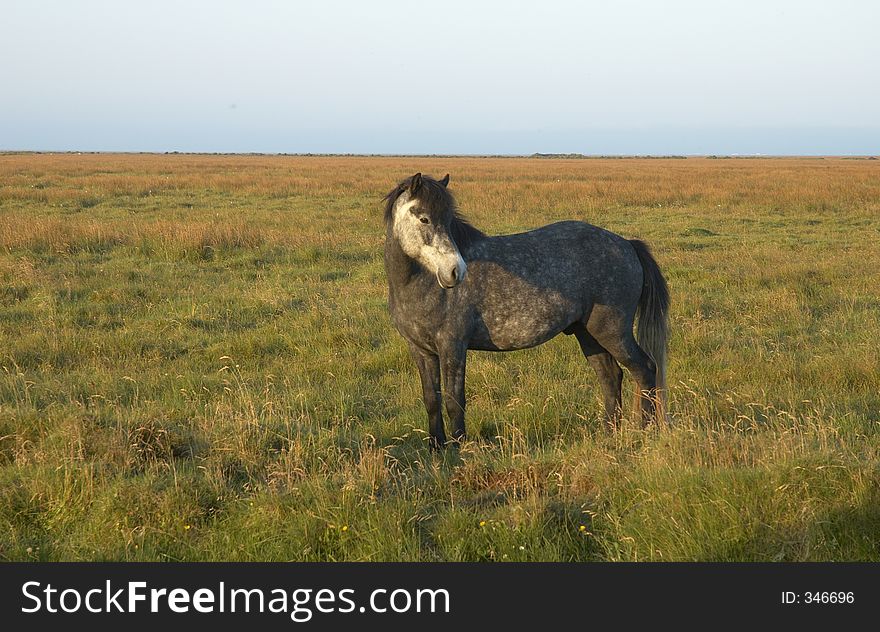 Icelandic horse, South Iceland