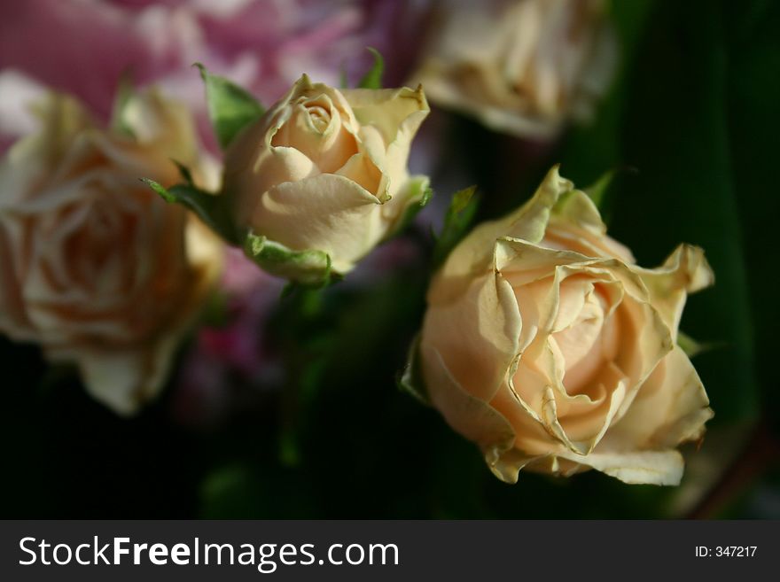 Close up of rosebuds. Close up of rosebuds