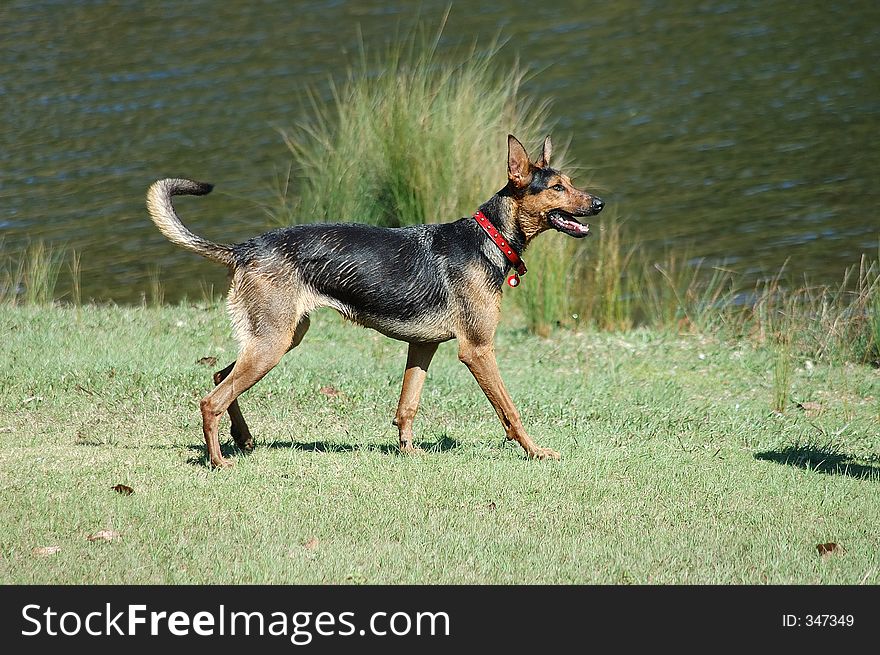 German Shepherd