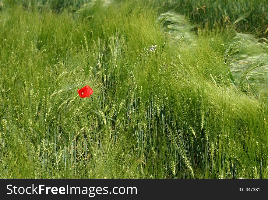 A lonely red poppy flower in young green wheat, dancing in the wind. A lonely red poppy flower in young green wheat, dancing in the wind