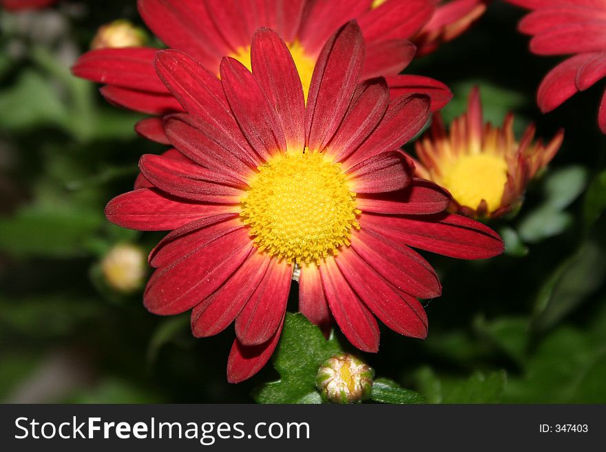 A Red and Yellow flower, Same family as Daisy