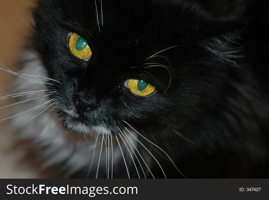 Kitty's waits patiently, drooling, before her next meal. Kitty's waits patiently, drooling, before her next meal.