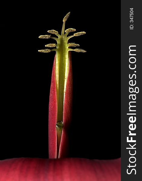 An alien looking flower petals, black background. An alien looking flower petals, black background