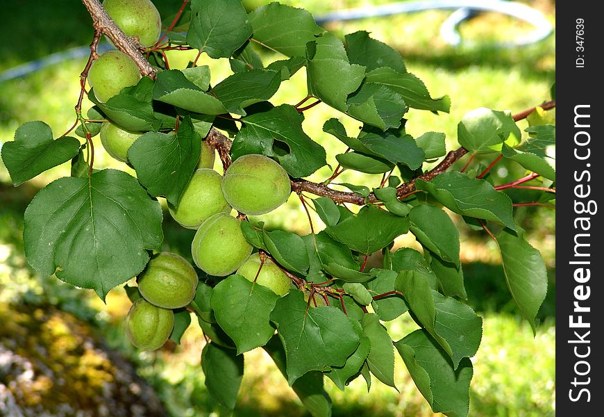 Green damsons plums