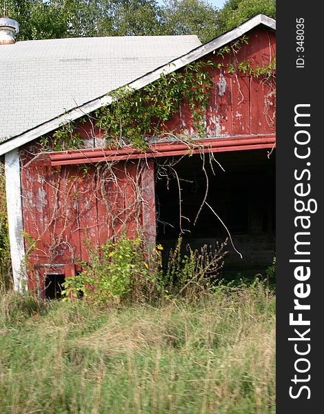 An old rustic barn with greenery overgrown on it. An old rustic barn with greenery overgrown on it.