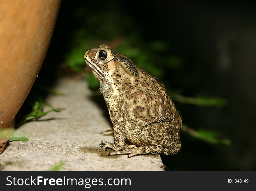 Depressed looking frog against a wall, sitting on a ledge. Depressed looking frog against a wall, sitting on a ledge.