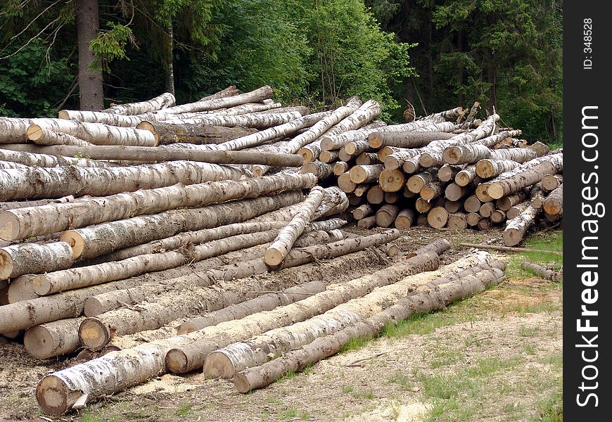 Birch Logs