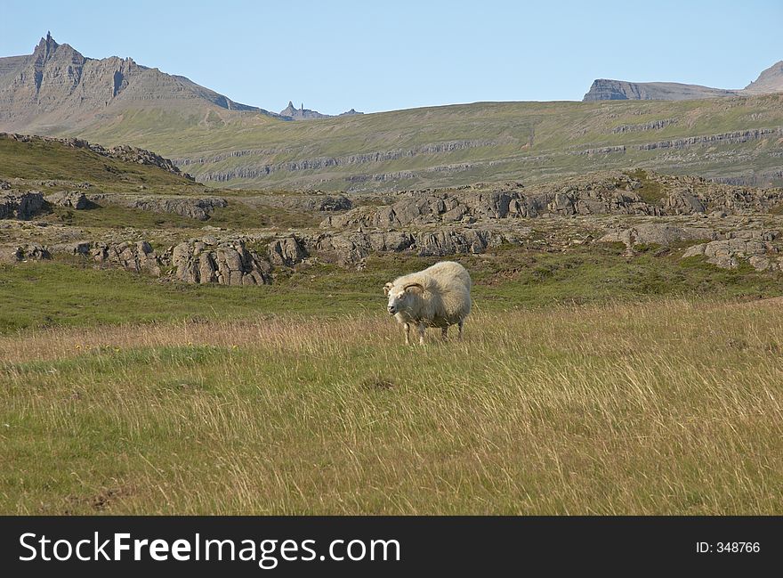 Sheeps in East Iceland