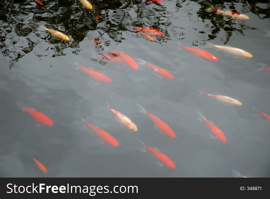 Red fishes in a pond