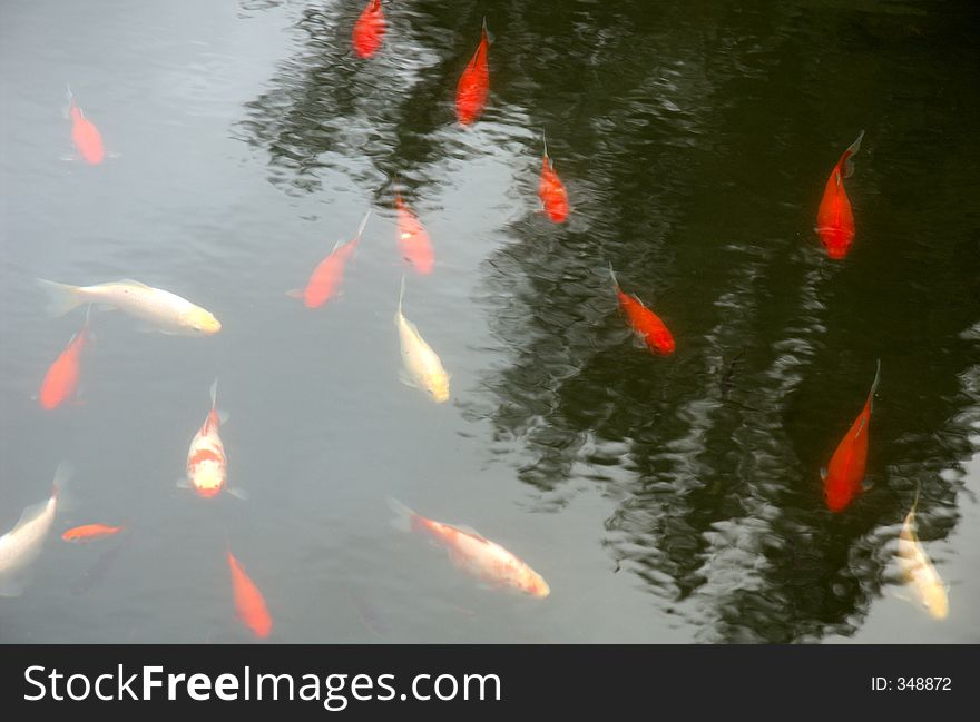 Red fishes in a pond