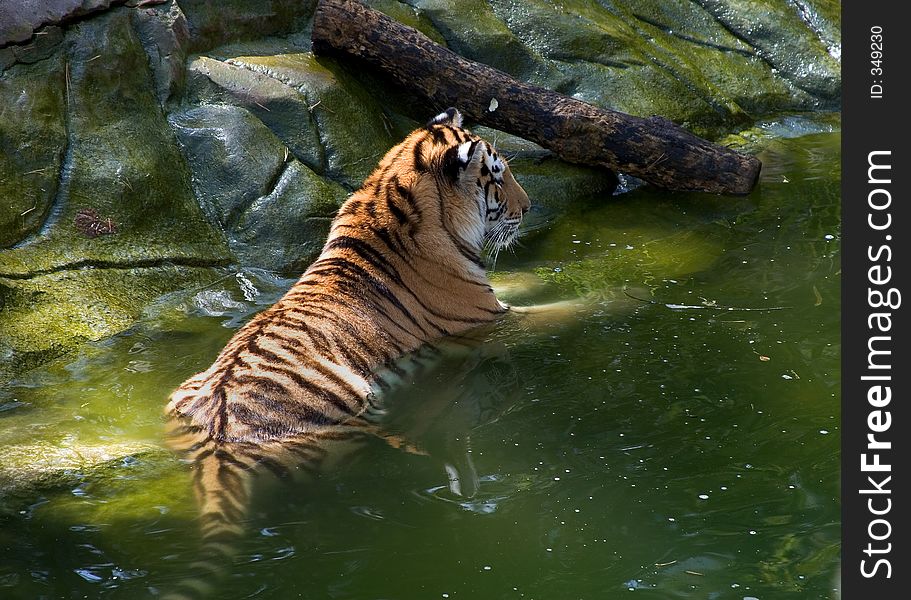 Tiger resting in a pond