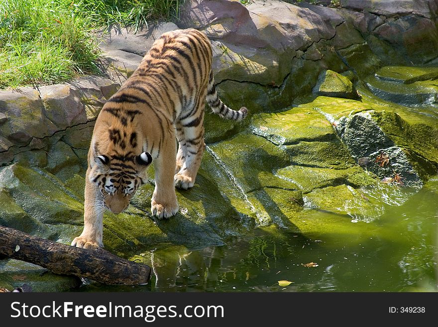 Tiger at the Apple Valley Zoo, Minnesota. Tiger at the Apple Valley Zoo, Minnesota