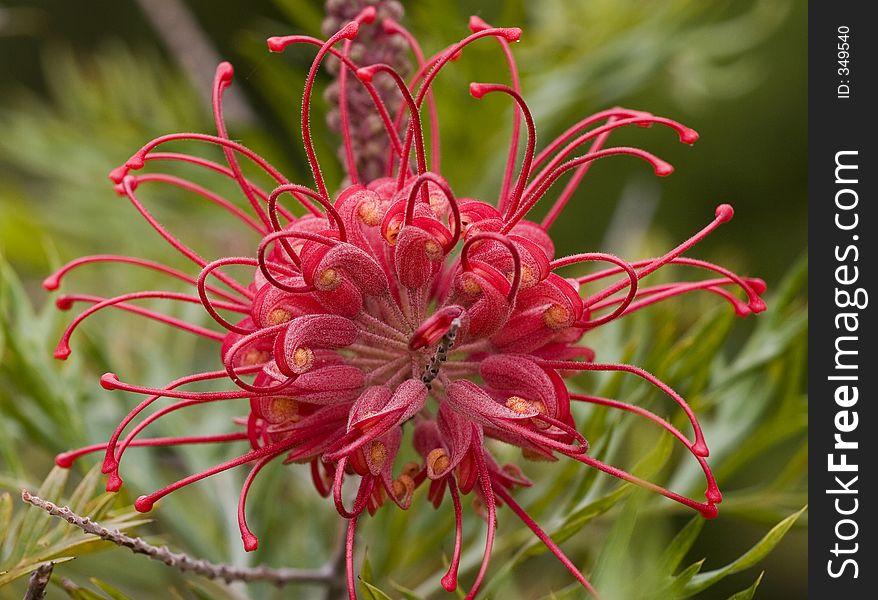 This is a small Grevillia in our garden