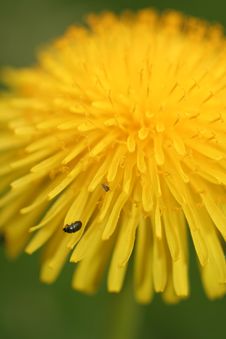Dandelion Royalty Free Stock Photography Dandelion Royalty Free Stock Photography