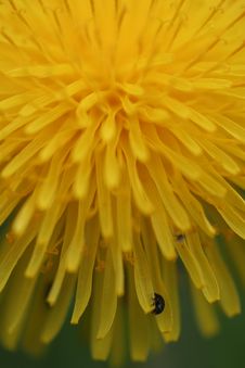 Dandelion Stock Images Dandelion Stock Images