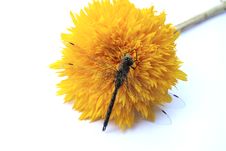 Dragon Fly On Yellow Flower Stock Photo Dragon Fly On Yellow Flower Stock Photo