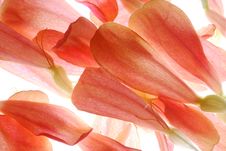 Petals Stock Images Petals Stock Images