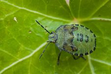 Green Bug Royalty Free Stock Photography Green Bug Royalty Free Stock Photography