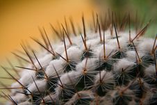 Cactus Thorns Royalty Free Stock Image Cactus Thorns Royalty Free Stock Image