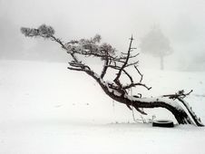 A Lonely Pine In Snow Royalty Free Stock Photography A Lonely Pine In Snow Royalty Free Stock Photography