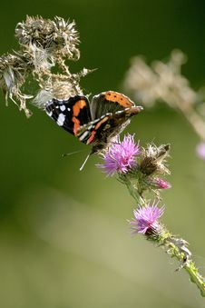 Red Admiral Royalty Free Stock Image