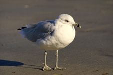 Poised Sea Gull Royalty Free Stock Photography