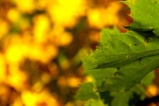 Autumn Maple Background Stock Photo Autumn Maple Background Stock Photo
