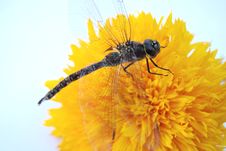 Dragon Fly On Yellow Flower Stock Images Dragon Fly On Yellow Flower Stock Images