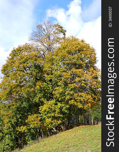 Photo of the autumn tree with yellow leafs with the blue sky on the background