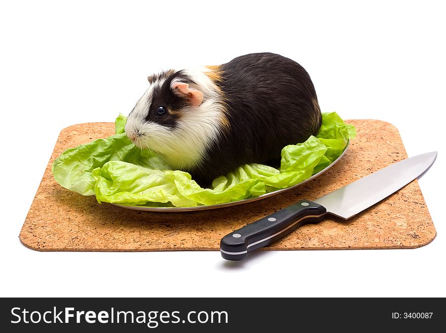 Guinea pig on a dinner table