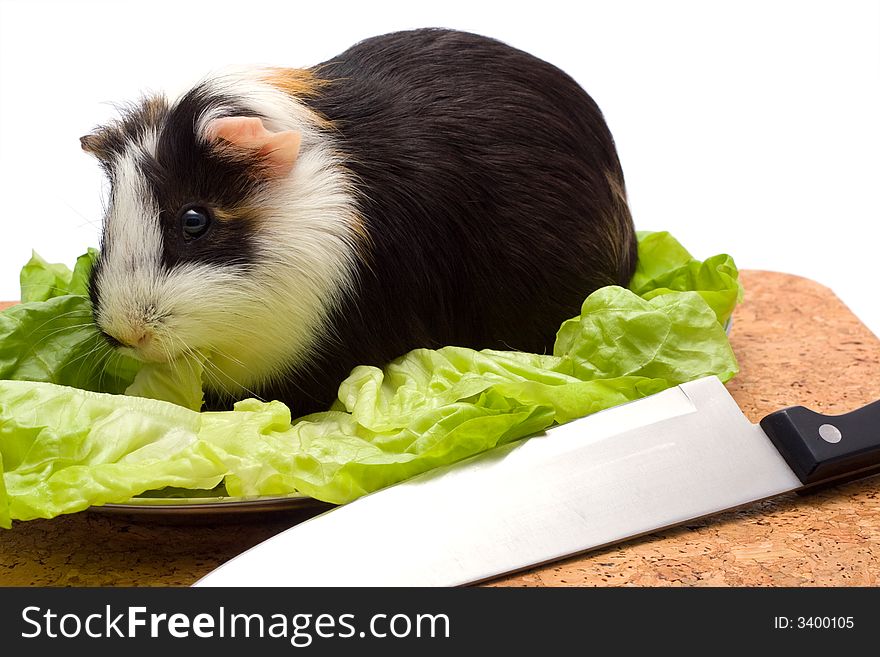 Guinea Pig On A Dinner Table