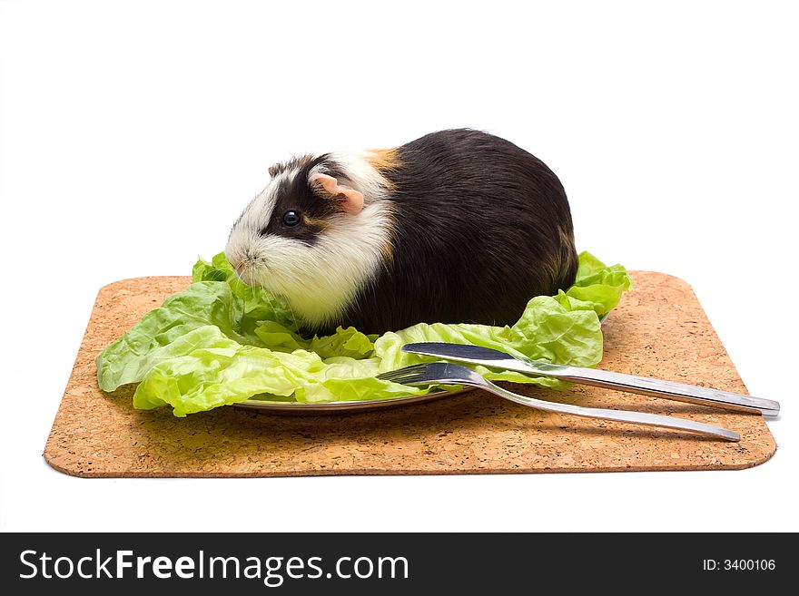 Guinea pig with salad on a dinner table. Guinea pig with salad on a dinner table