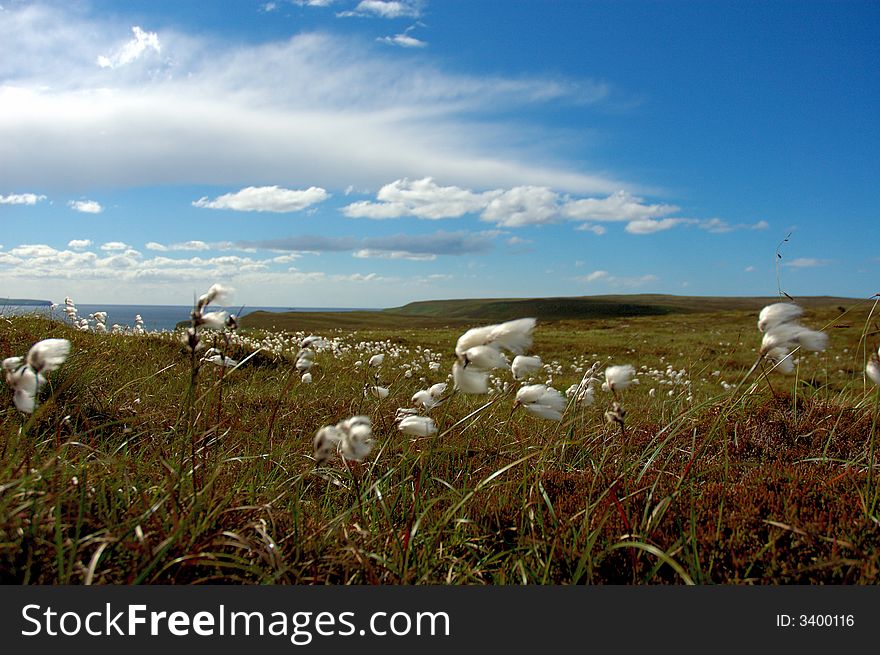 Cotton wool in scotland near coast