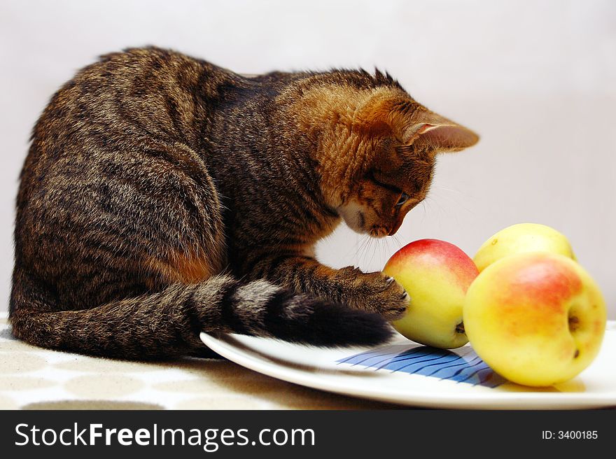A cat plays apples on a dish