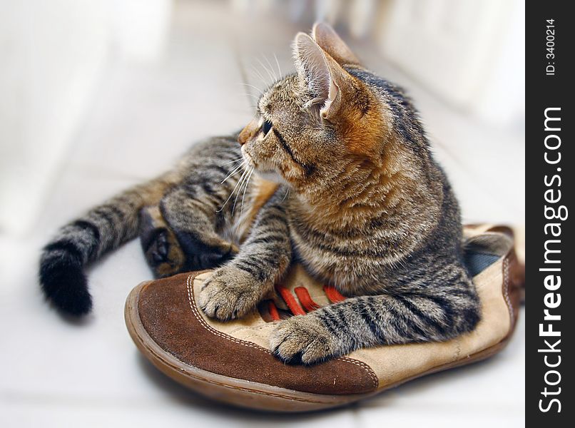 A beautiful cat lies on a shoe and guards them