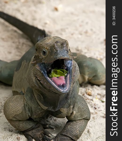 Rhinoceros Iguana taken at Singapore Zoological Gardens