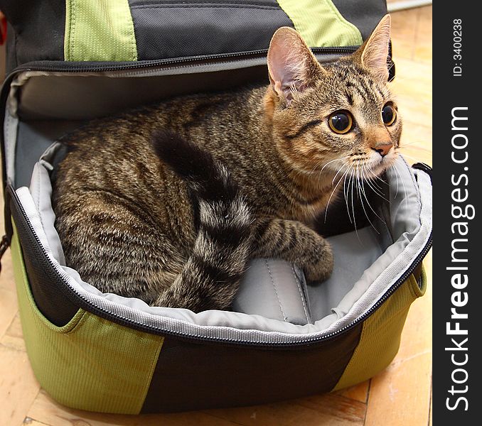 A beautiful cat climbed in a bag and peeks out from