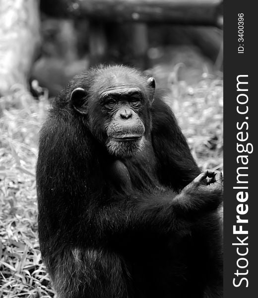 Chimpanzee taken at Singapore Zoological Gardens