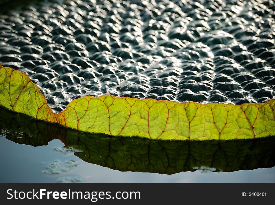 Part of a leaf of royal water lily in pond.