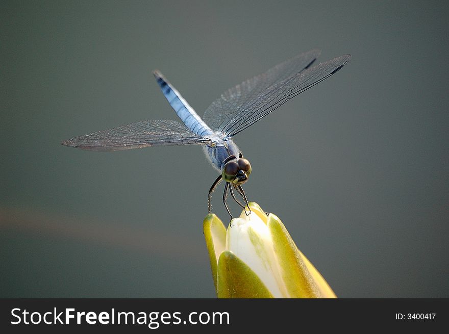 A blue/grey dragonfly resting on a waterlily bud. A blue/grey dragonfly resting on a waterlily bud.