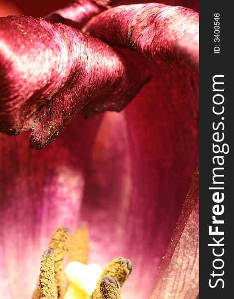Close up of a purple tulips petal