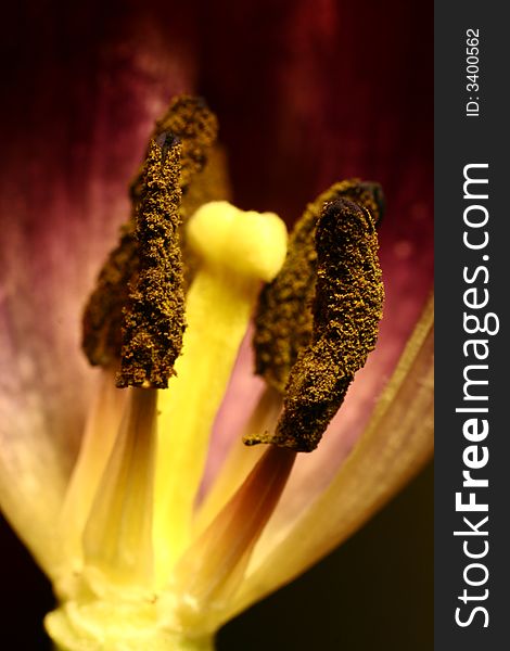 Close up of a purple tulips petal