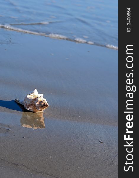 Large conch shell on the shore as the tide comes in, in bright sunshine with reflection, small wave in background. Large conch shell on the shore as the tide comes in, in bright sunshine with reflection, small wave in background