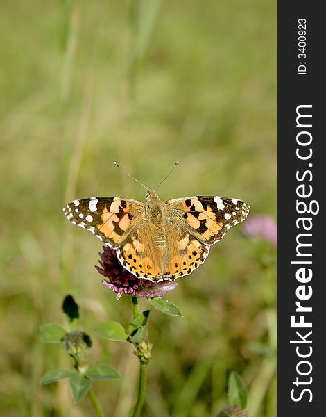 Painted Lady Butterfly, Cynthia cardui, with open wings sitting on the inflorescence of Beebread, Trifolium pratense