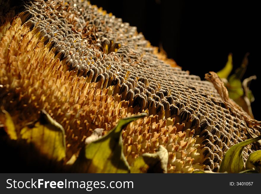 Portion of a sunflower seed head with seeds. Portion of a sunflower seed head with seeds