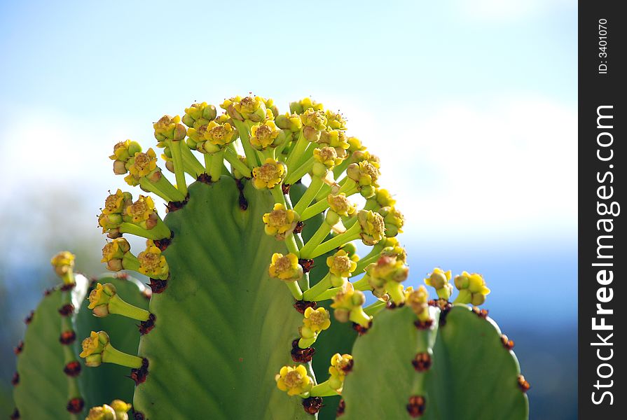 Close-up of pretty cactus flowers and fleshy leaf. Close-up of pretty cactus flowers and fleshy leaf