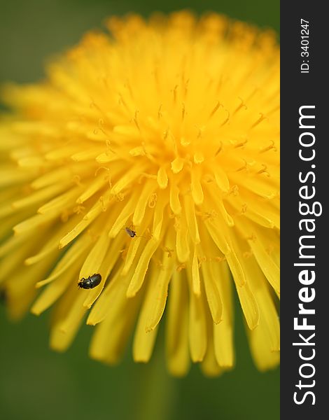 Close up of a dandelion with green background and a little black bug,